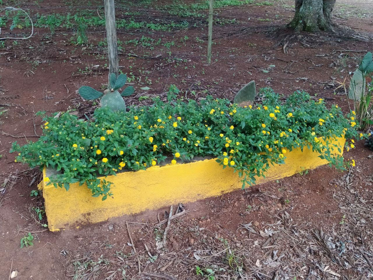 Serginho e Chinho Serviços de Prestação de Jardinagem em Geral